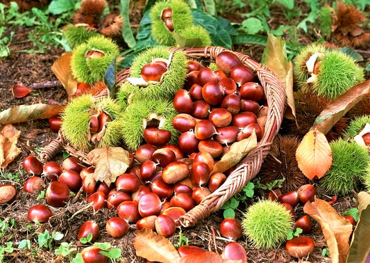 Chestnut Share
