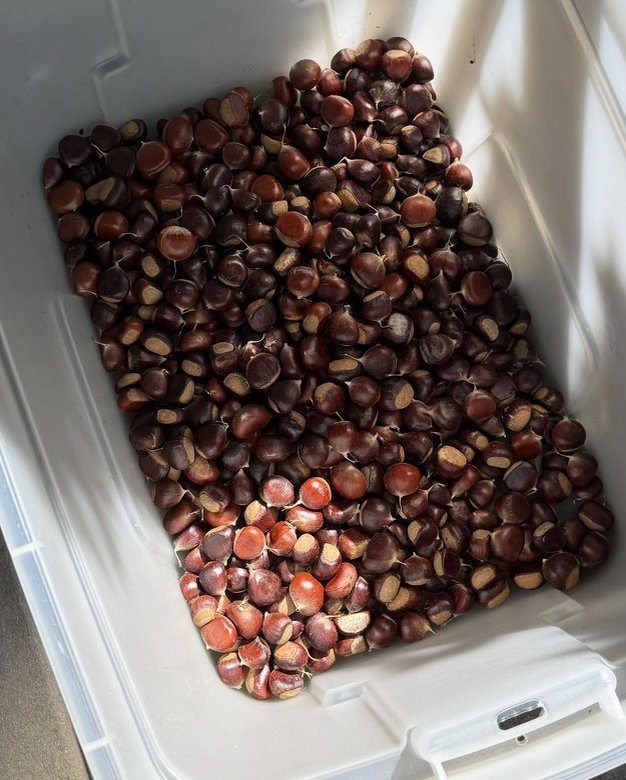 Harvested chestnuts