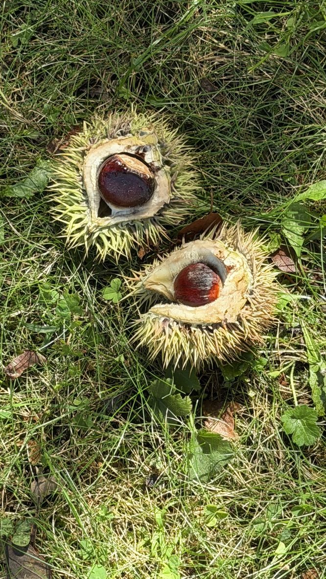 Chestnuts in their burrs